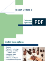 Insect Orders 3: Coleoptera To Hymenoptera