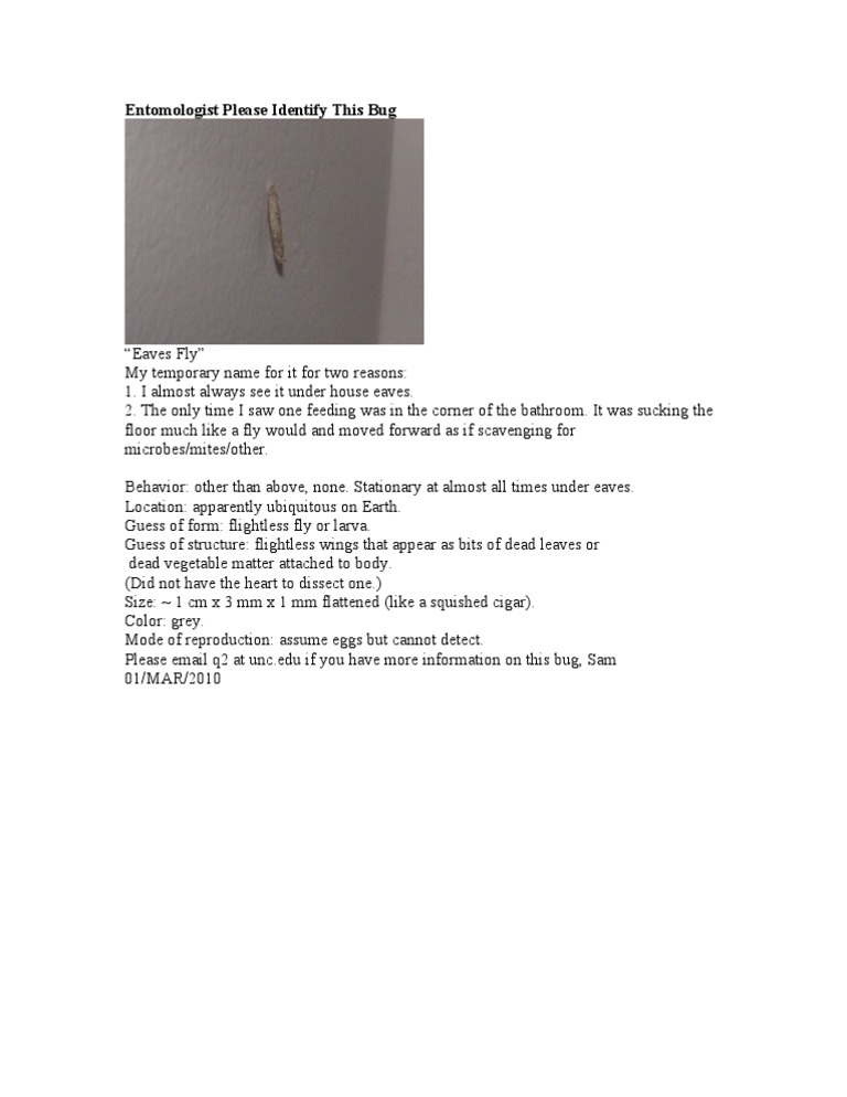 Identify the Eaves Fly Bug | PDF
