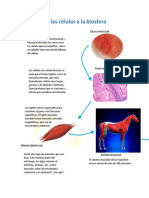 De Las Células a La Biosfera