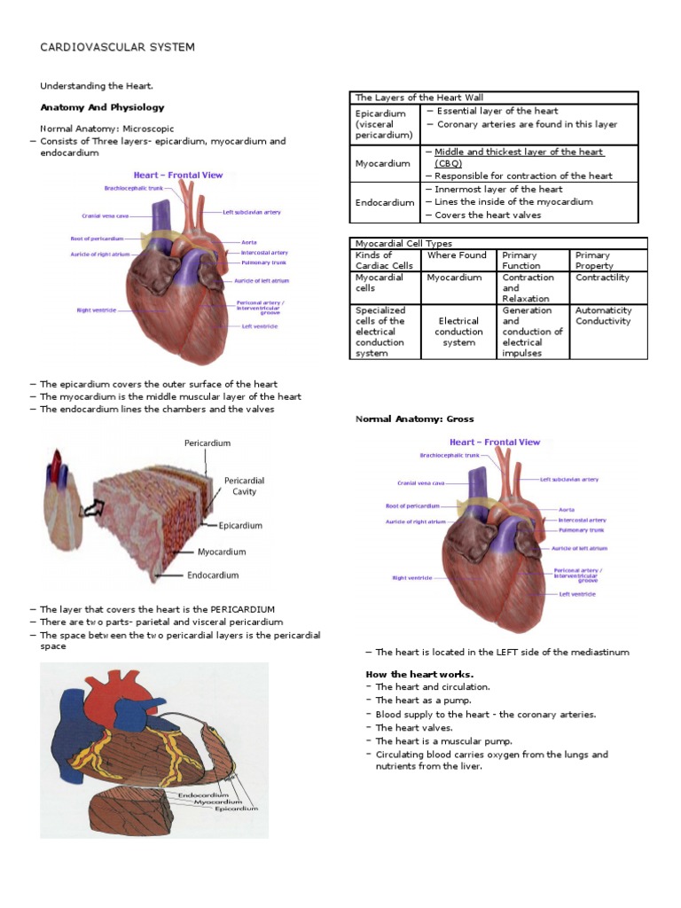 Anatomy and Physiology of the Heart | PDF | Heart | Heart Valve