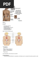 Download Endocrine System by angel_maui SN27653792 doc pdf
