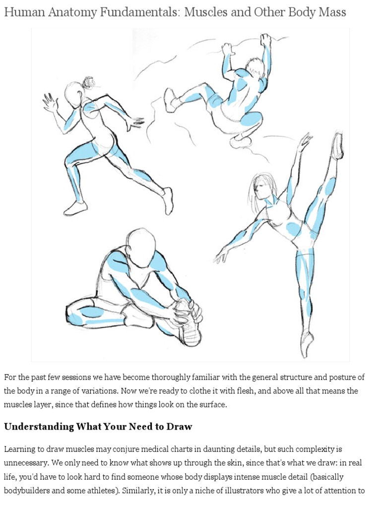 Drawing Human Muscles Simplified Guide | PDF | Breast | Muscle
