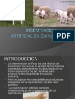 Inciminacion Artificial en Ovinos111