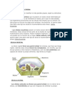 Clasificación de Las Celulas