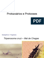 Biologia PPT Aula 1 Protozoarios e Protoozes