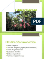 Ancardiaceae modificado