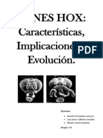 Genes Hox