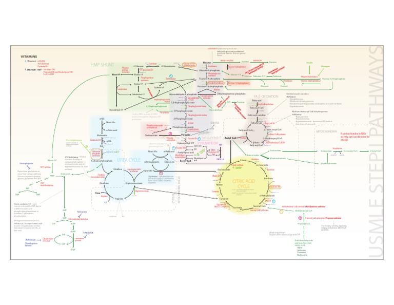 Key Metabolic Pathways for USMLE Step I | PDF | Cooking, Food & Wine ...