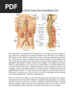 Vagus Nerve PDF