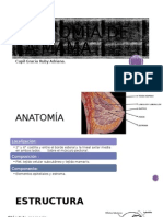 Anatomía de La Mama 