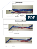 Imagenes Anatomia