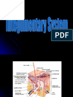 Basic Structures of The Integumentary System