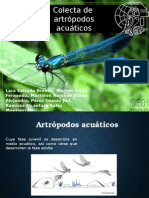 Artrópodos Acuáticos