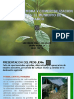 proyectosiembraycomercializaciondelcacao-120615224648-phpapp02