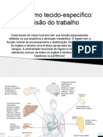 Aula 3 Metabolismo Tecido Específico