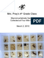Mrs. Pray's Class Macroinvertebrate Samples 3-2-10
