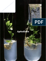 Endurecimiento masivo de vitroplantas de yuca