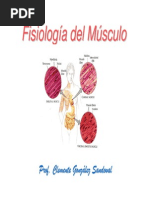 Musculos Mb