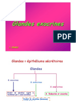 Glandes Exocrines