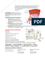 Funciones renales: filtración, equilibrio hidroelectrolítico y ácido-base