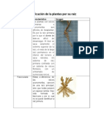 Clasificación de La Plantas Por Su Raiz