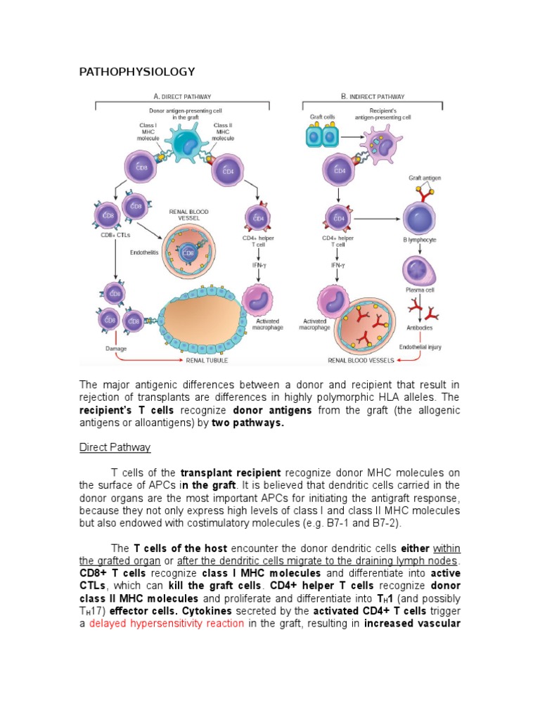 Pathophysiology of Graft Versus Host Disease Major