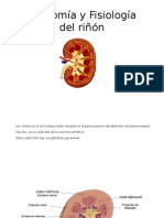 Anatomía y Fisiología Del Riñón