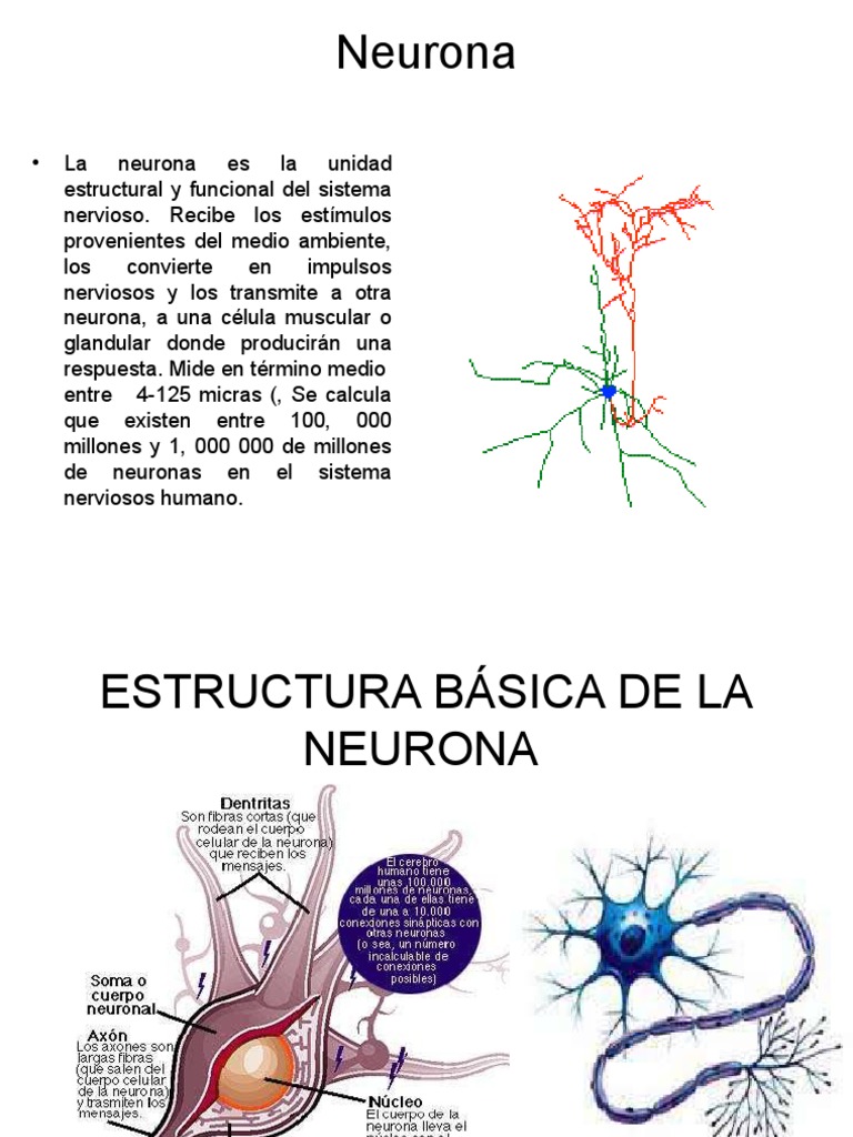 Estructura y Función de las Neuronas | PDF | Sinapsis | Sinapsis química