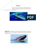 3 Tipos de Ballenas