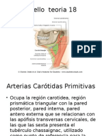 Cuello - Teoria Semana 18