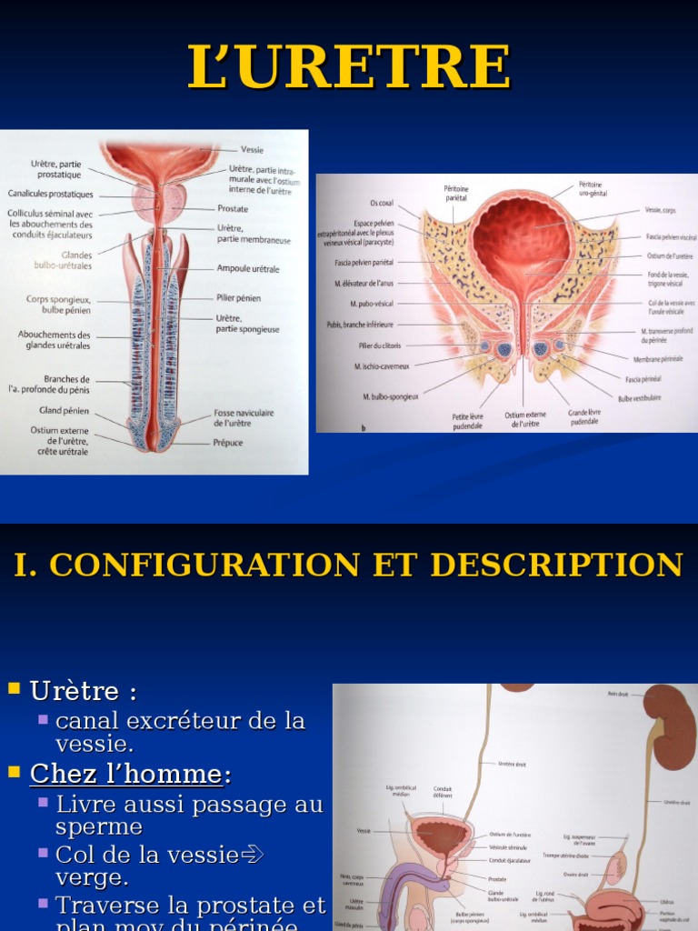 L’Uretre