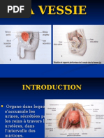 Anatomie de l'Urètre Masculin et Féminin | PDF | Prostate | Urologie