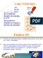 Ciclo Del Fosforo