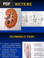 Anatomie de l'Urètre Masculin et Féminin | PDF | Prostate | Urologie