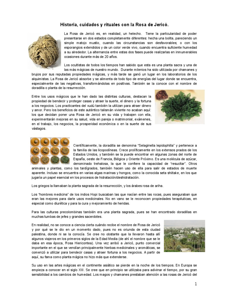 Planta Resurrección Fortuna Rosa De Jericó - Planta De La Resurrección - - Simbolismo Fortuna Selaginella Lepidophylla - Foto 4