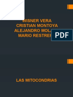 MITOCONDRIAS