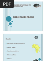Reprodução de Tilápias