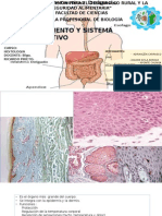 Sistema Tegumentario & Digestivo