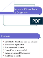 Phyla Cnidaria and Ctenophora Presentation