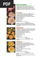 Roseiras Jardim 2011