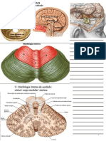 Apostila de Anatomia - Cerebelo Power Point