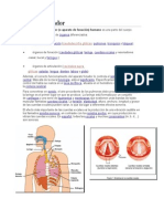 Aparato Fonador