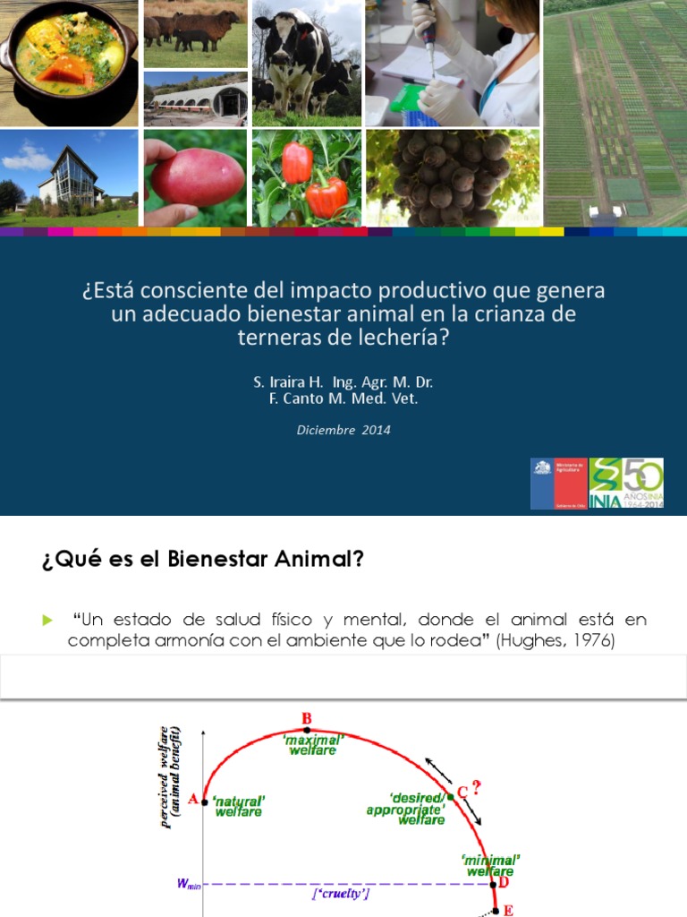 Bienestar Animal en Crianza de Terneros | PDF | Vacas | Bienestar