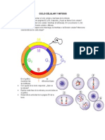 Ciclo Celular y Mitosis