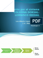 Transmisión CD-LM: Sistema somatosensitivo