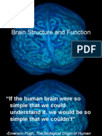 Lecture 8 Brain Structure