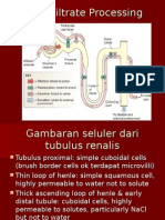 Tubular Reabsorption and Secretion