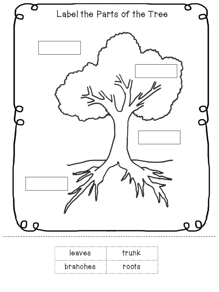Parts of A Tree Worksheet Within Parts Of A Tree Worksheet