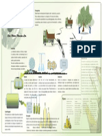 Proceso Elaboración de Oliva