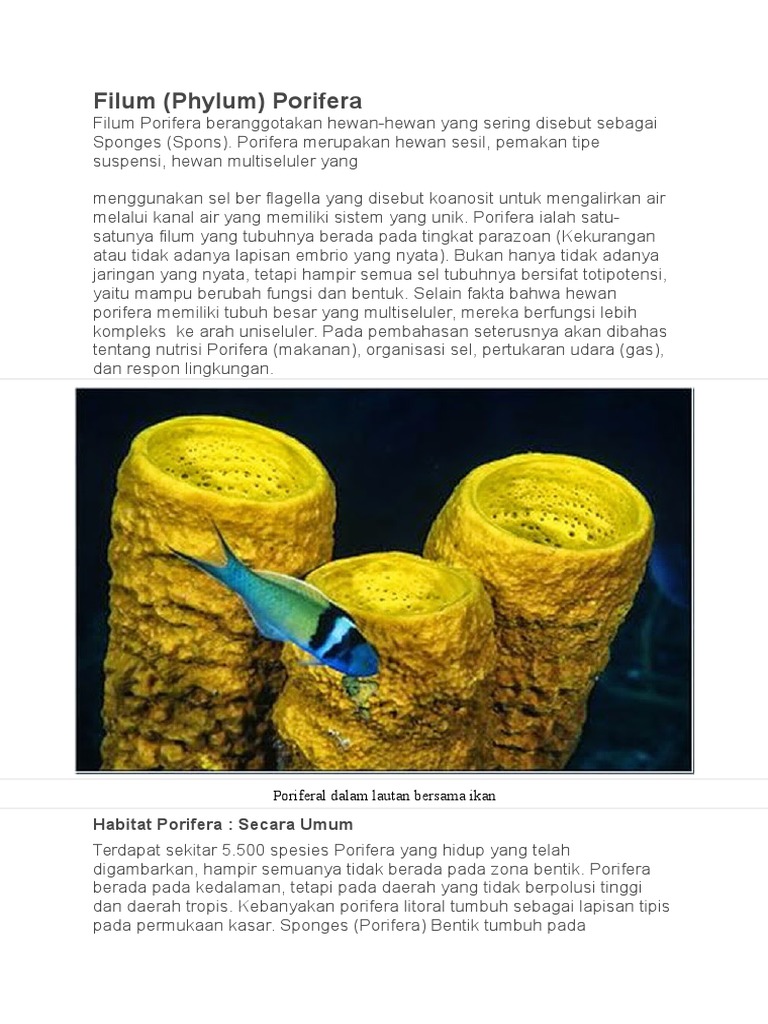 Unduh 73 Gambar Hewan Filum Porifera  HD